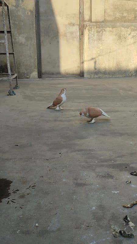 Multani sharaze for sale Kami peshi ho jayegi breeder pair 6