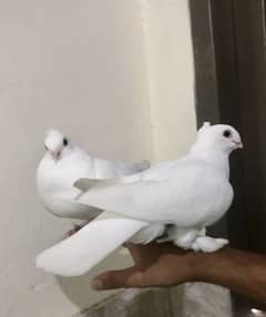 GERMAN SENTIENT PAIR (Fancy pigeons)