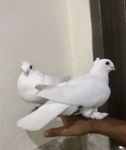 GERMAN SENTINENT PAIR (Fancy pigeons) 0