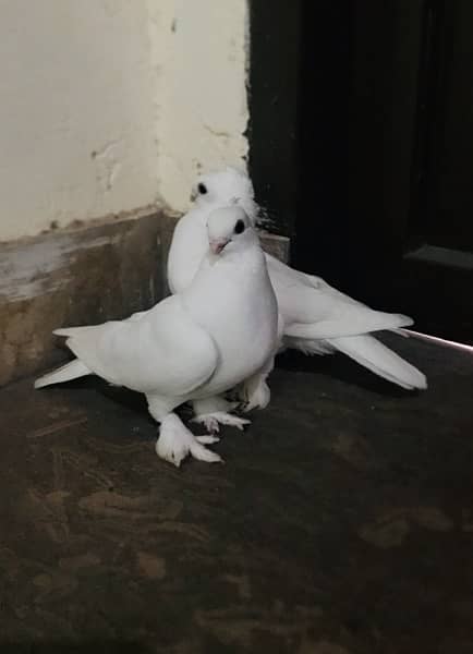 GERMAN SENTINENT PAIR (Fancy pigeons) 1