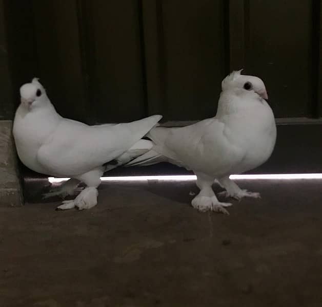 GERMAN SENTINENT PAIR (Fancy pigeons) 2