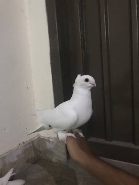 GERMAN SENTINENT PAIR (Fancy pigeons) 3