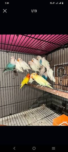 Love Birds/Castino/St power  pair /Criminal/parrots/albino03072925911