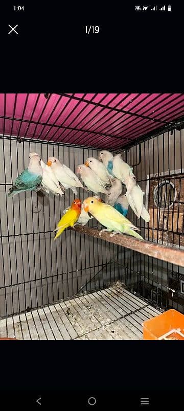 Love Birds/Castino/St power  pair /Criminal/parrots/albino03072925911 0