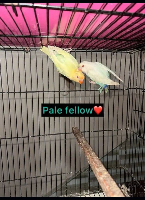 Love Birds/Castino/St power  pair /Criminal/parrots/albino03072925911 1