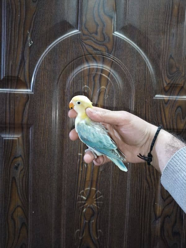 Love Birds/Castino/St power  pair /Criminal/parrots/albino03072925911 2