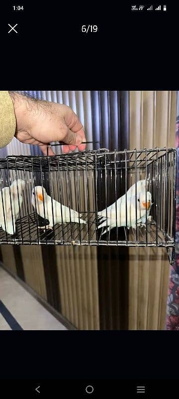 Love Birds/Castino/St power  pair /Criminal/parrots/albino03072925911 4