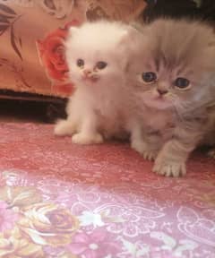 Persian cat for sale male female my WhatsApp 0330=17=50=845