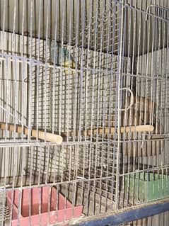 Love birds sale & Cages