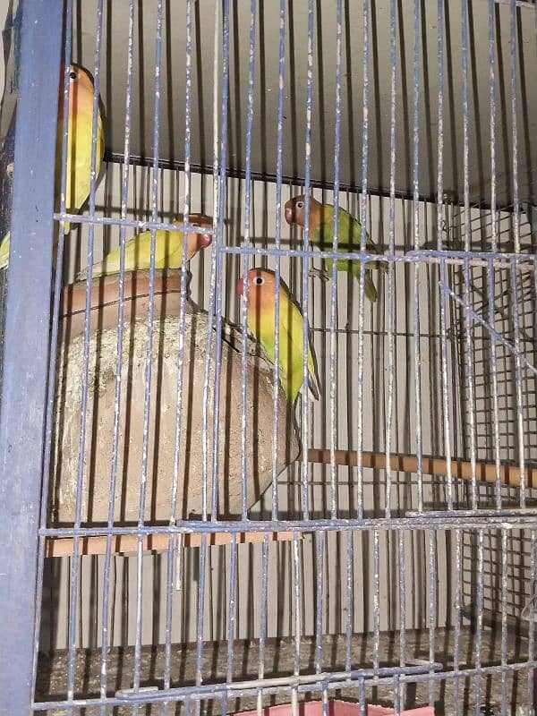 Love birds sale & Cages 3