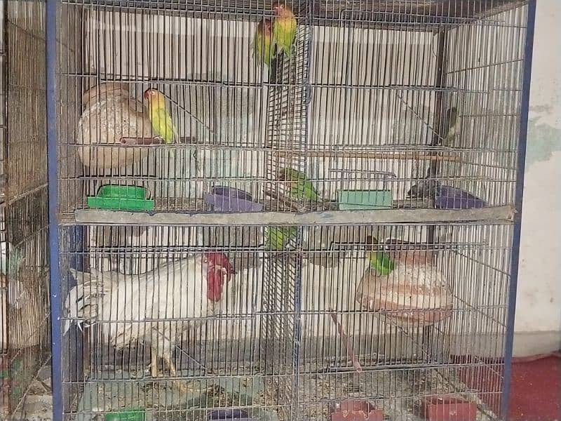 Love birds sale & Cages 6