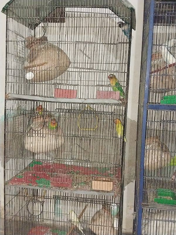 Love birds sale & Cages 7