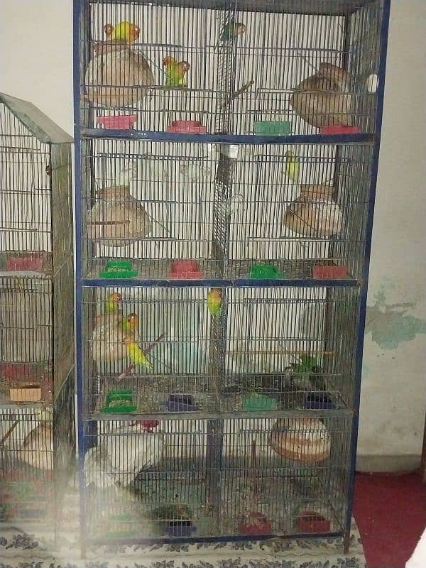 Love birds sale & Cages 16