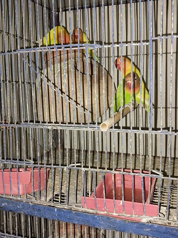 Love birds sale & Cages 18