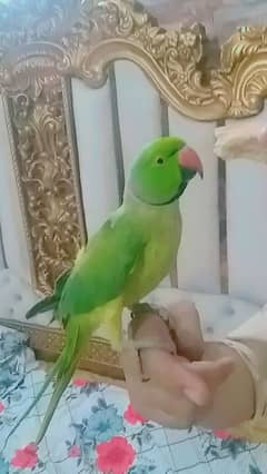 talking parrot