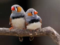 Finches for sale home breed