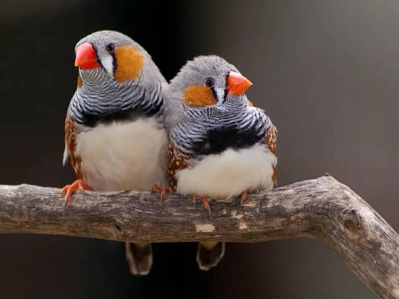 Finches for sale home breed 0