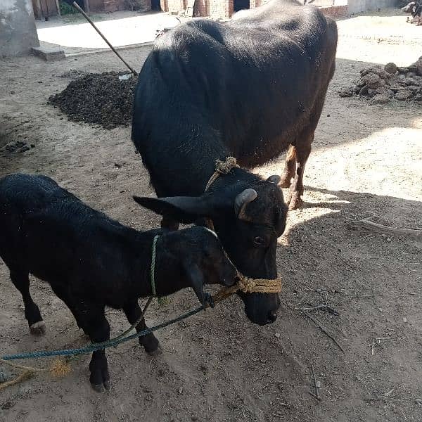 Buffalo and Calf 2