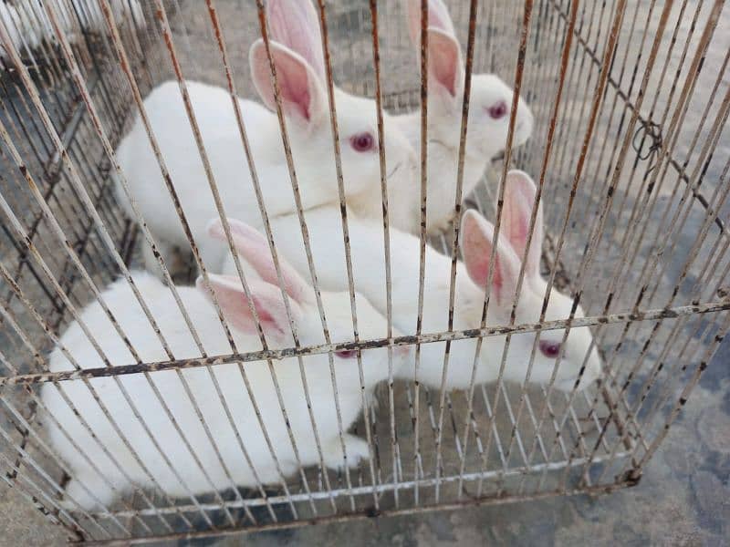 Rabbits  For Sale 1