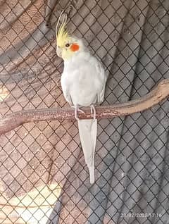 Common White Ready to Breed Cocktail & a Cage