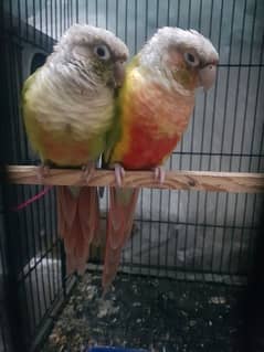 pineapple conure pair for sale