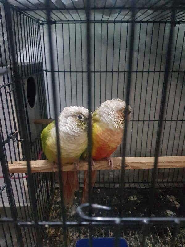 pineapple conure pair for sale 1