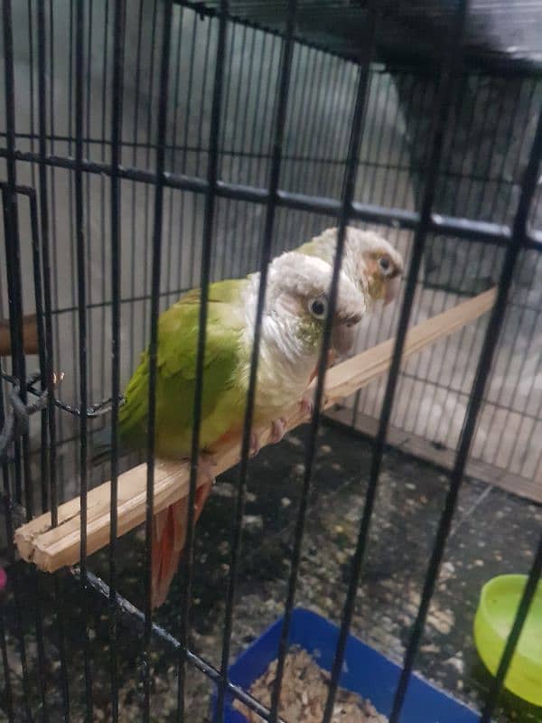 pineapple conure pair for sale 2