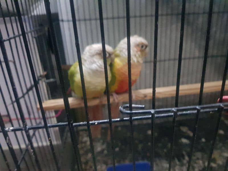 pineapple conure pair for sale 3