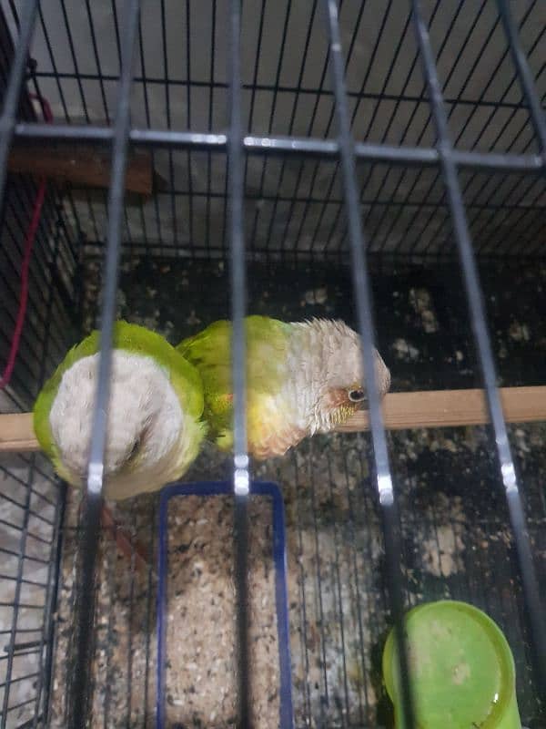 pineapple conure pair for sale 4