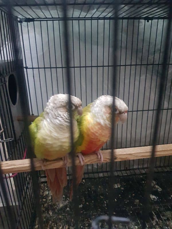 pineapple conure pair for sale 5