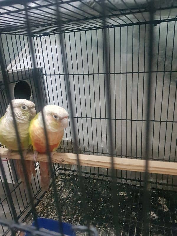 pineapple conure pair for sale 6