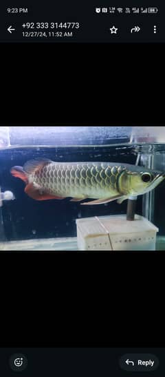 Malaysian Golden Blue Base Arowana with certificate