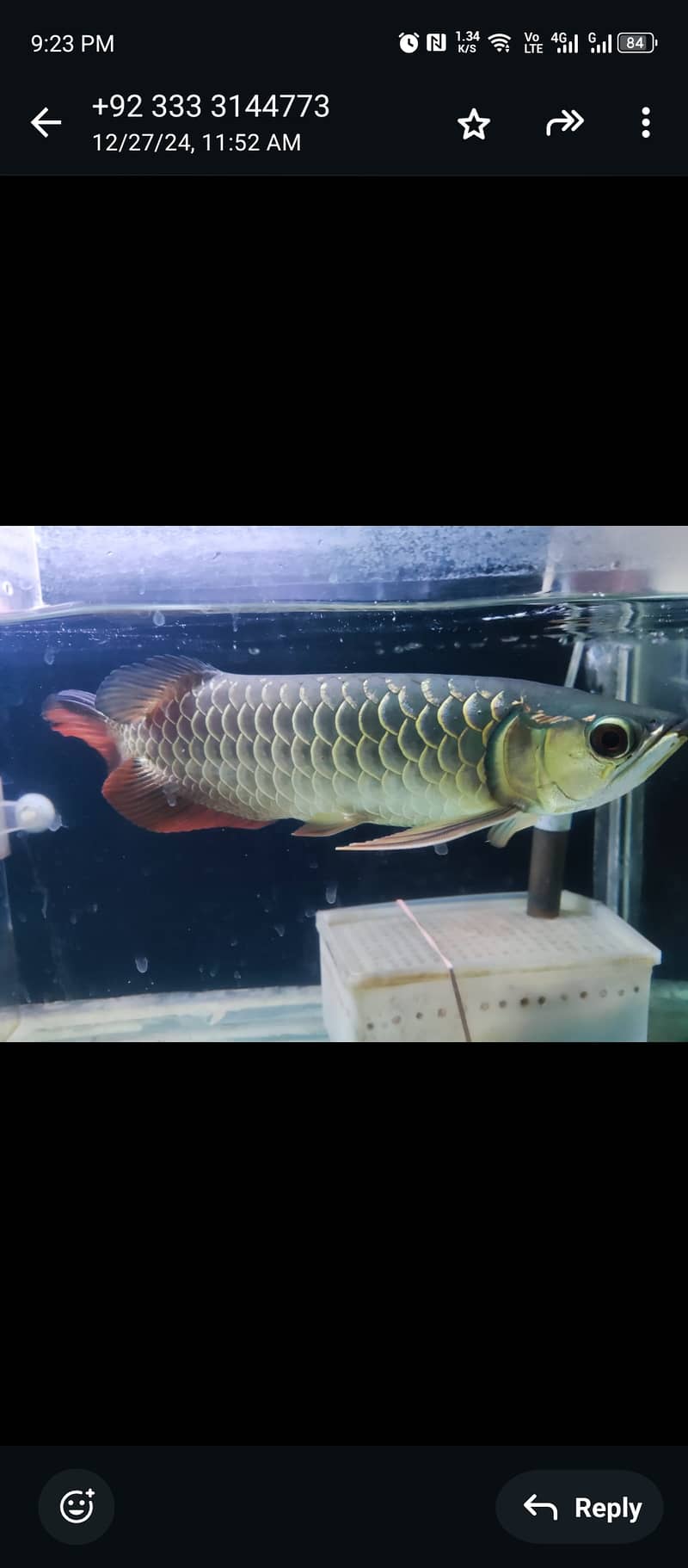 Malaysian Golden Blue Base Arowana with certificate 0