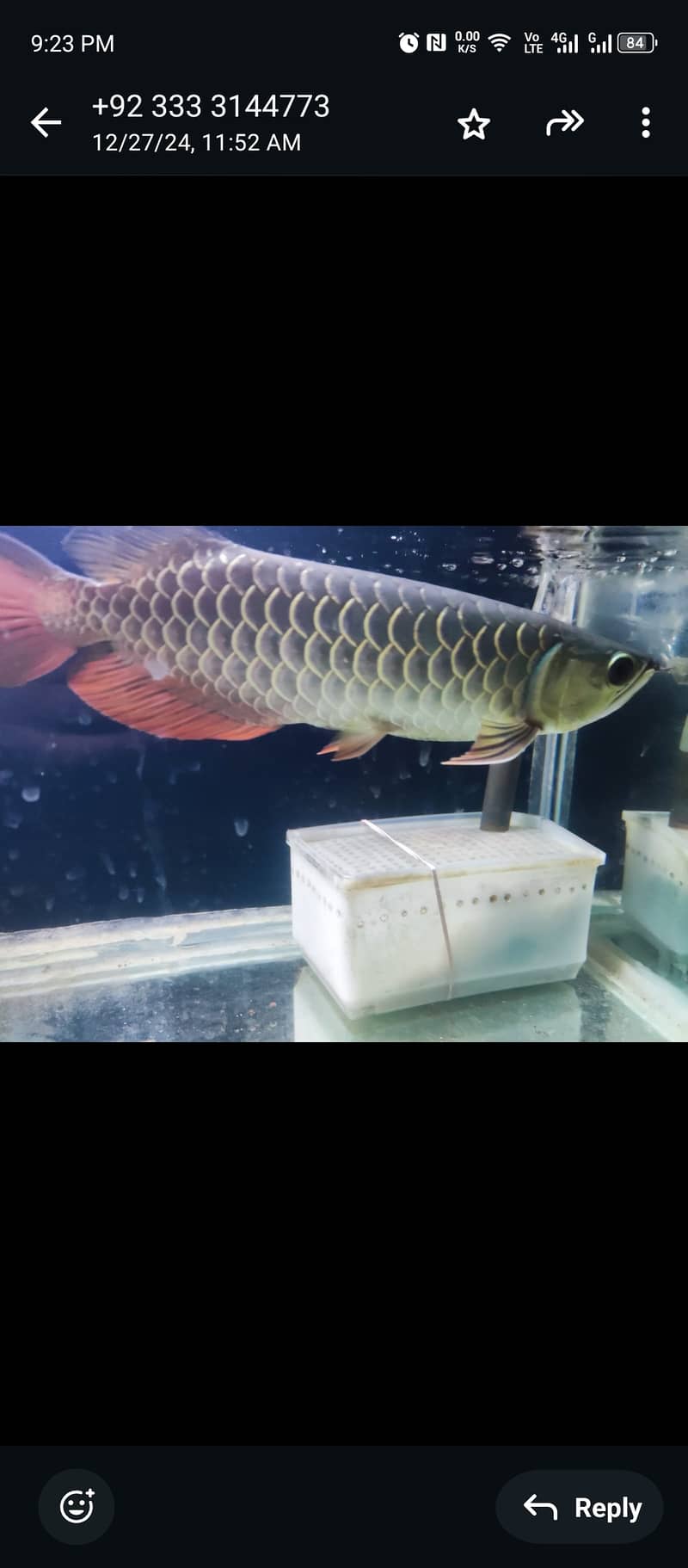 Malaysian Golden Blue Base Arowana with certificate 1