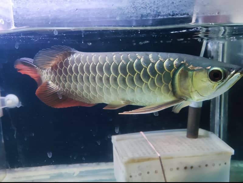 Malaysian Golden Blue Base Arowana with certificate 2