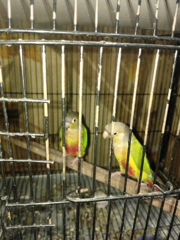 pineapple conure pair 1