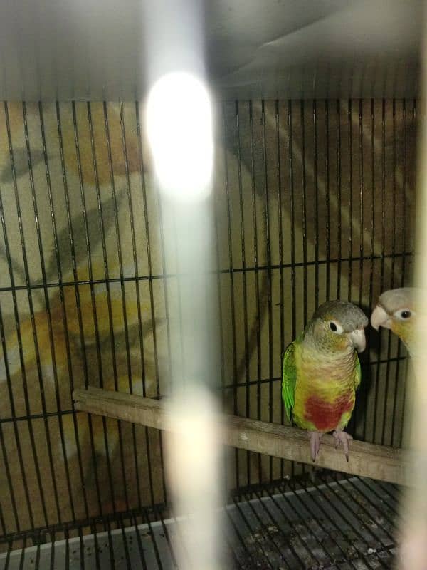 pineapple conure pair 2