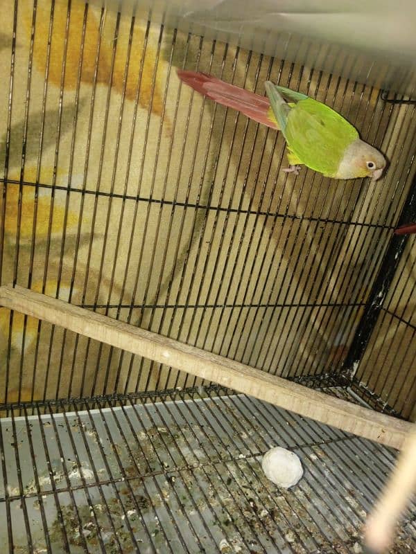 pineapple conure pair 3