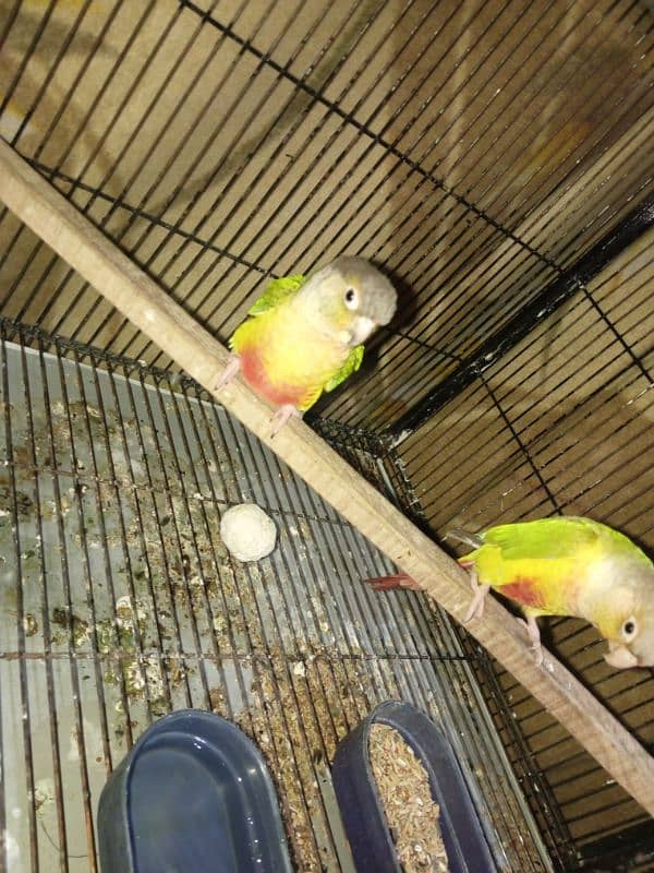 pineapple conure pair 4