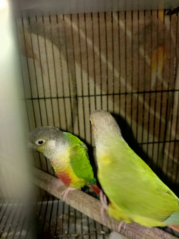 pineapple conure pair 6