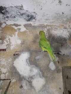 parrot & lovebirds for sale