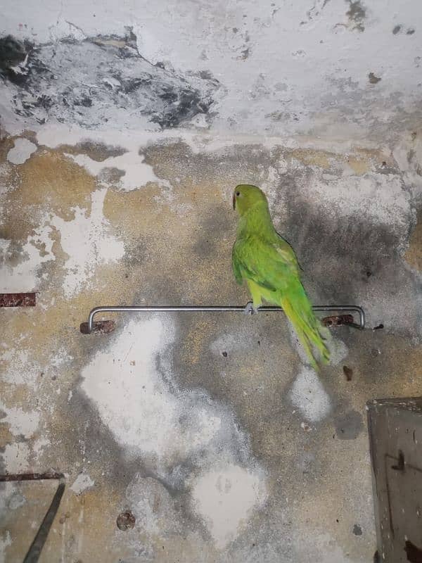 parrot & lovebirds for sale 0