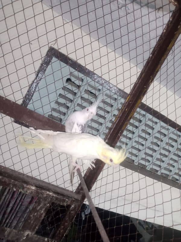 parrot & lovebirds for sale 1