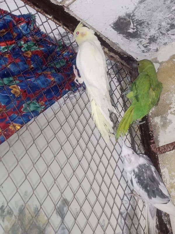 parrot & lovebirds for sale 2