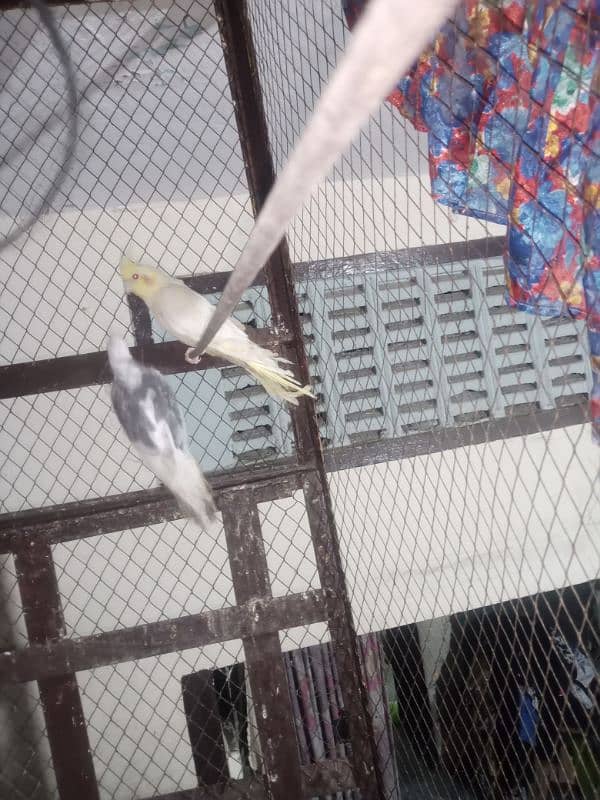 parrot & lovebirds for sale 3