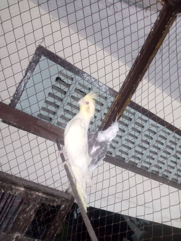 parrot & lovebirds for sale 4