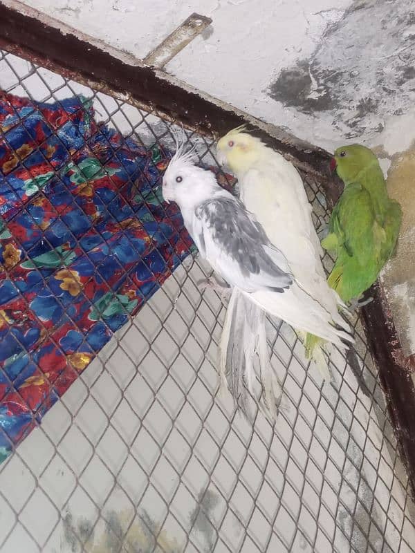 parrot & lovebirds for sale 5