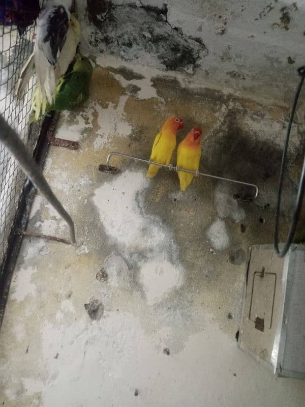 parrot & lovebirds for sale 6