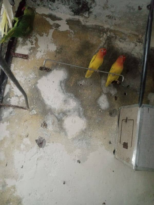 parrot & lovebirds for sale 7