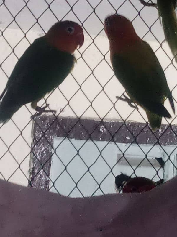 parrot & lovebirds for sale 10